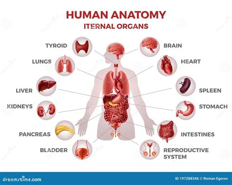 Órgãos Internos Humanos Ilustração Médica De Anatomia Do Corpo Humano