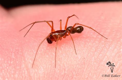 Ant Mimic Spider Project Noah