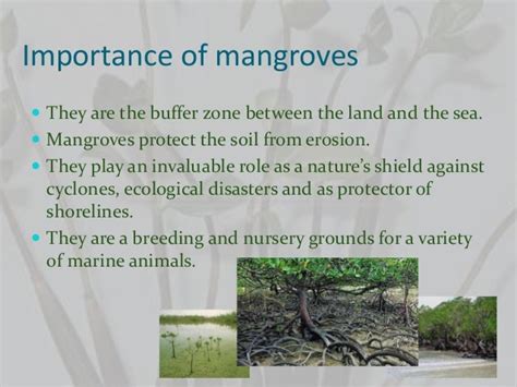 😎 Importance Of Mangrove Trees What Are Mangrove Forests And Why Are