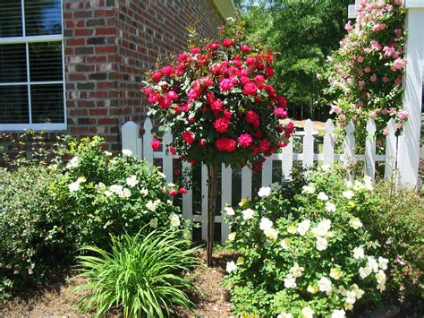 A Southern Belle Dishes On Decor Outdoor Wednesday 42810 Roses
