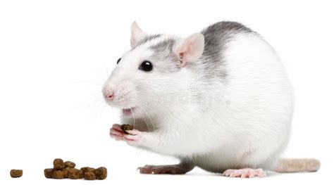 A Rat Eating Stock Photo Image Of Mouse Rodent Animal 22892350
