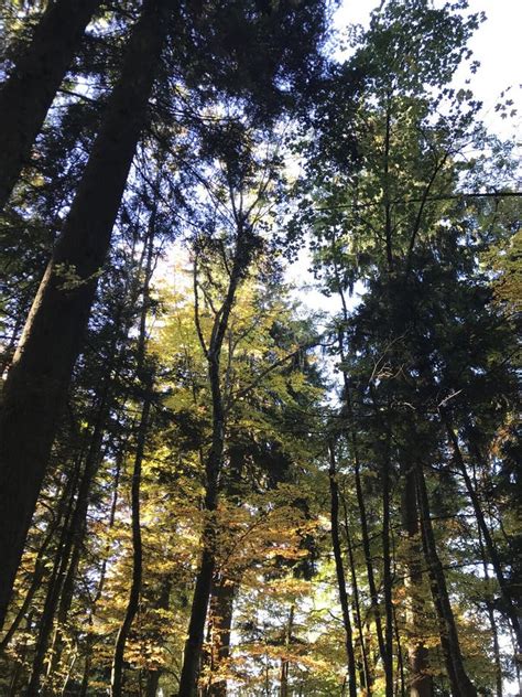 Trees In Forest Low Angle View With Sun Light Stock Image Image Of