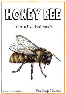 Iman S Home School Honey Bee Interactive Notebook Interactive Notebooks Bee Honey Bee