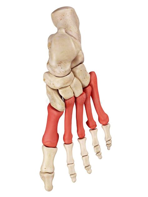 The Metatarsal Bones Stock Illustration Illustration Of Skeletal