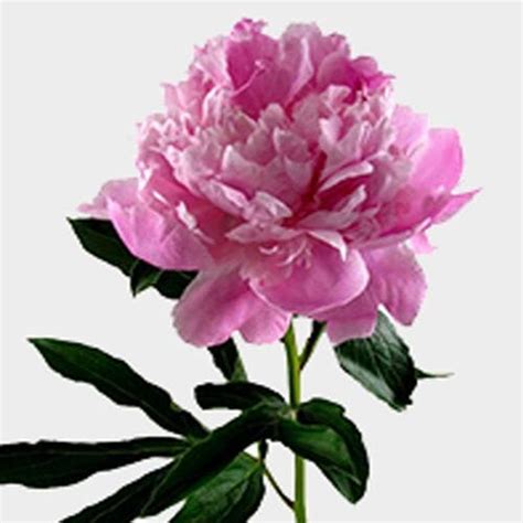 Flower Pianese Best Flower Site