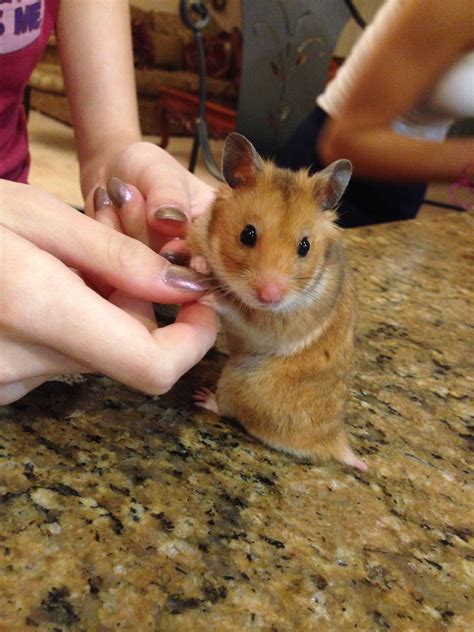 A Small Hamster Being Petted By Someone S Hands On A Counter Top