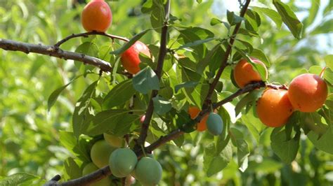 Amazing Tree Grows 40 Different Fruits Beautifulnow