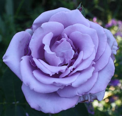 Lavender Roses Images ~ Lavender Song Ocean Roses Rose Purple Flower