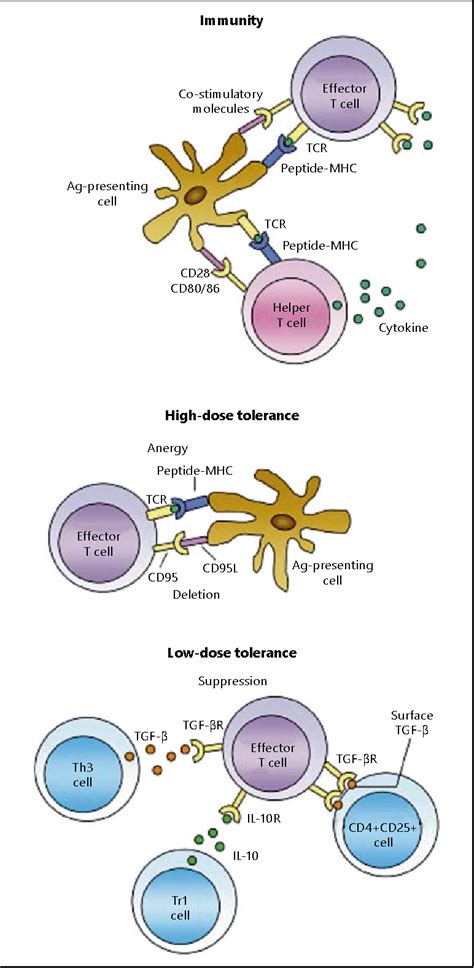 Figure 3 From Immunological Basis Of Food Allergy Ige Mediated Non