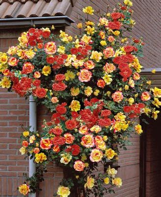 Maybe you would like to learn more about one of these? Best 25+ Rose trellis ideas on Pinterest | Cheap trellis ...