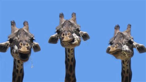 Very Funny Giraffes Wiresmash