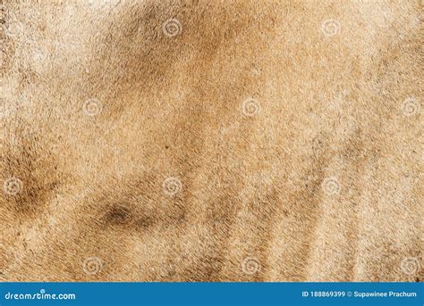 Cow Skintexture Of A Brown Cow Stock Image Image Of Skintexture
