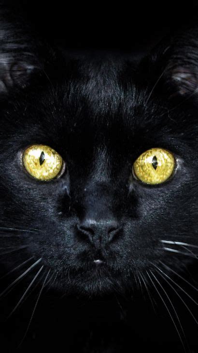 Black Cats Breeds With Yellow Eyes From Bombay Cat Breed To Burmese