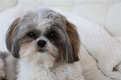 Shih Tzu Terrier Mix The Best Of Both Pups For You