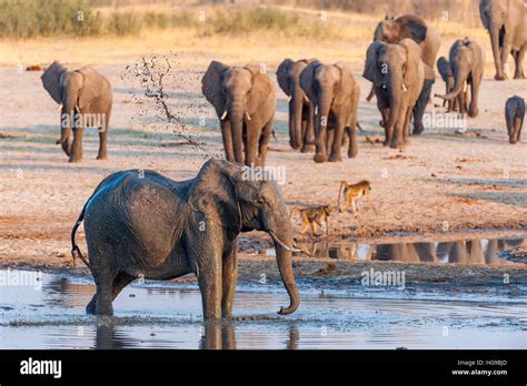 Large Herd African Elephant Run Waterhole Hwange Stock Photo Alamy