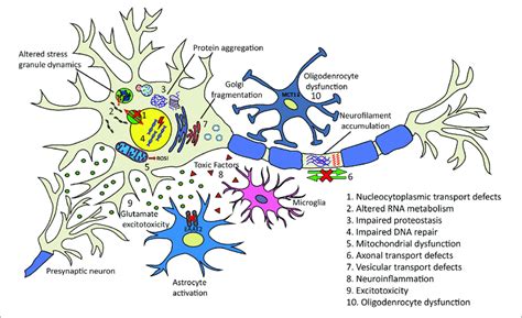 Proposed Pathogenic Mechanisms And Pathology In Als 1