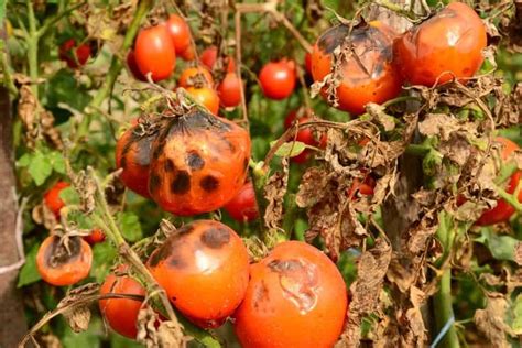 10 Pro Tips For Growing Tasty And Abundant Tomatoes Tomaten Züchten