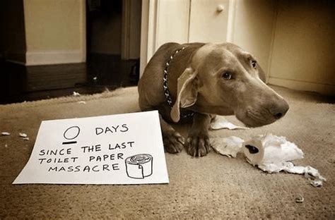 17 Hilarious Dog Shaming Pictures