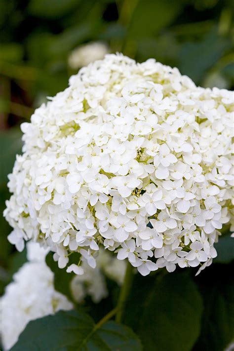 19 Gorgeous White Hydrangeas For Your Garden Smooth Hydrangea Types