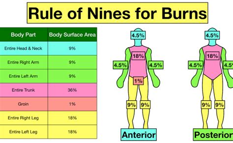 Burns Rule Of Nines Adult Nursing Cheat Nursing Tips Nursing Notes