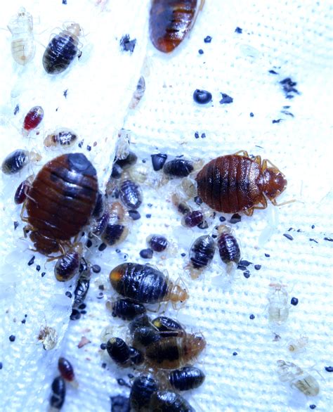 Bed Bug Prevention During The Holidays Community Blogs