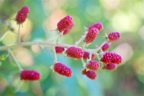 Free Images Nature Branch Blossom Raspberry Fruit Berry Sweet