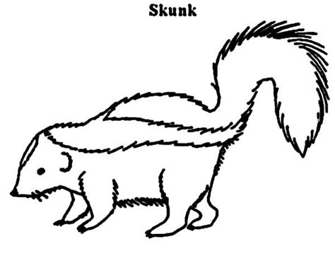 Skunk Coloring Pages Zoo Animal Coloring Pages Food Coloring Pages