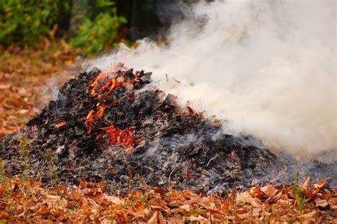 Why Burning Leaves Is Not Worth The Risk Tree Service Lawn Care In