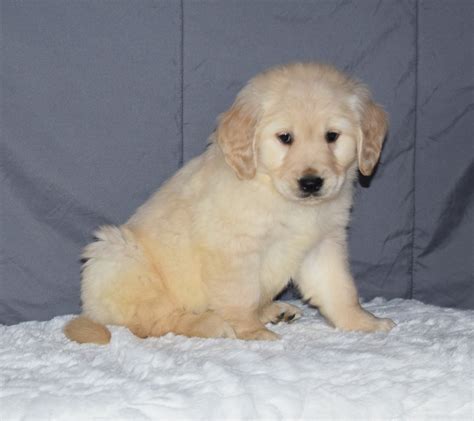 Golden Retriever Puppies Ne Ohio Golden Retriever Puppies Available