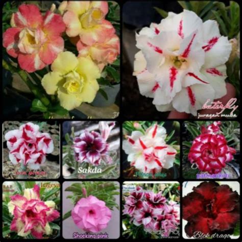 26 Gambar Bunga Kamboja Pink Paling Dicari Informasi Seputar Tanaman