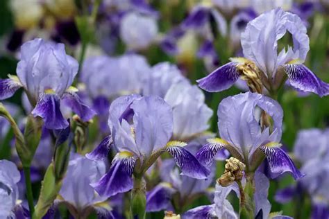 Does Iris Have Seeds Gardenfine