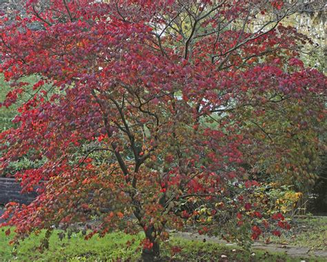 We did not find results for: Japan Garten Shop - Gartengestaltung Idee