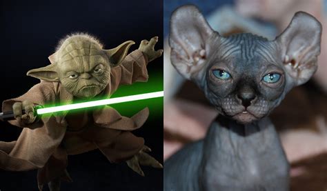 8 Cats Who Look Like Star Wars Characters Catgazette