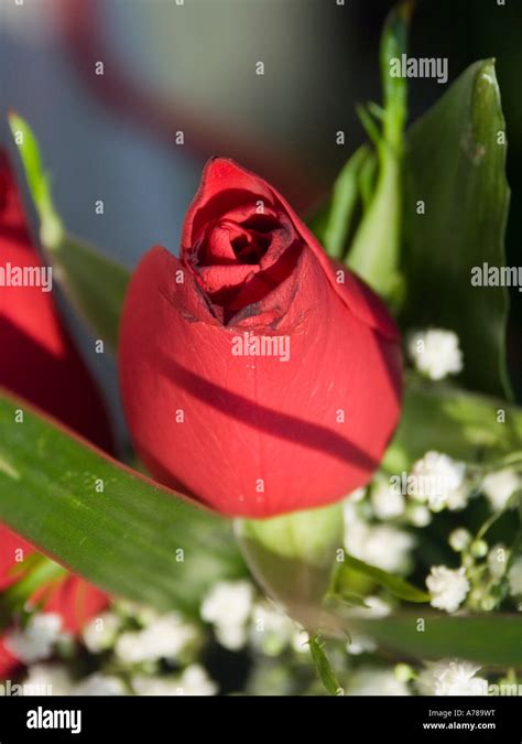 Red Rose Rosebud Stock Photo Alamy