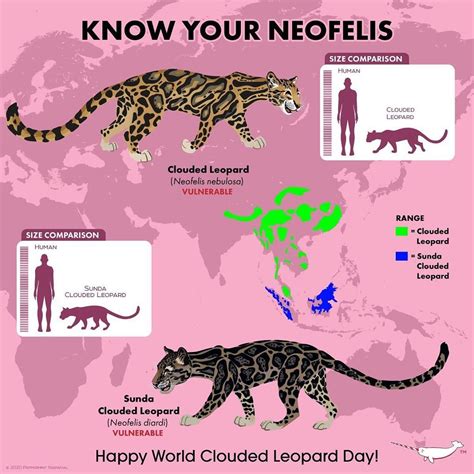 Peppermint Narwhal Creative On Instagram Happy World Clouded Leopard