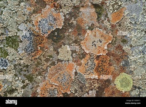 Different Lichen Species Covering Rock Surface Iceland Stock Photo Alamy