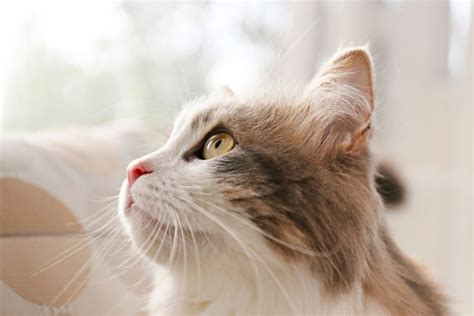7 Explanations For Cat Hair Loss On Ears