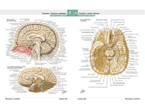 Atlas De Anatomía Humana Netter 6a Edición Encefalo — 1 Véase Ta M B