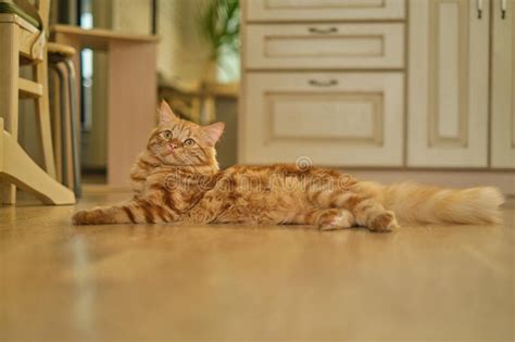Ginger Cat Lies Relaxed On A Warm Wooden Floor Adorable Domestic Pet