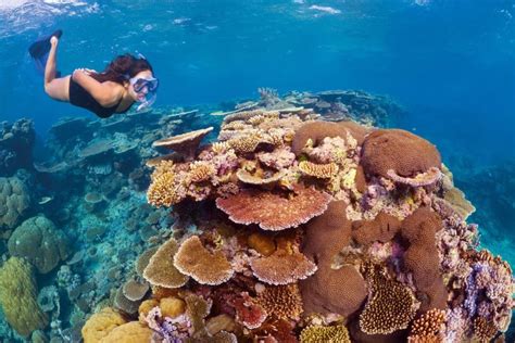 Honduras Cuenta Con La Segunda Reserva De Arrecifes Más Grande Del Mundo