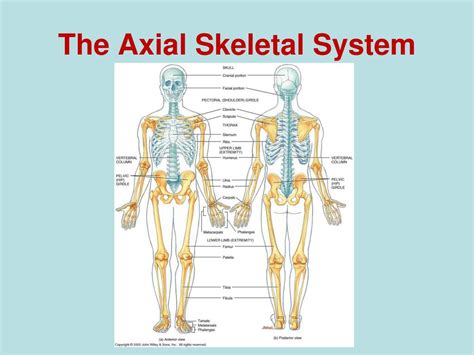 Ppt The Axial Skeletal System Powerpoint Presentation Free Download