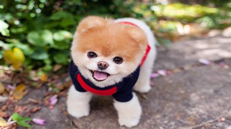 Boo Worlds Cutest Dog Who Became Internet Sensation Dies