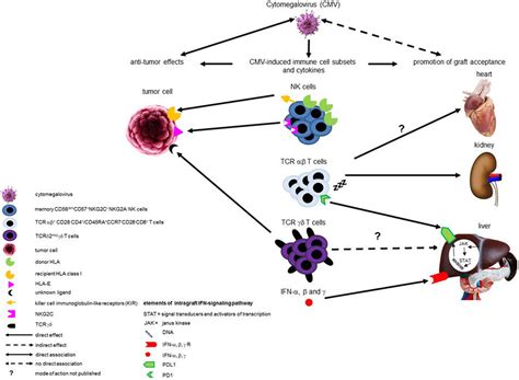 Frontiers Potential Beneficial Effects Of Cytomegalovirus Infection