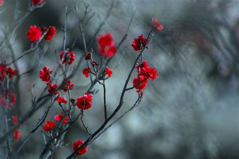 Wallpaper Flowers Nature Red Plants Snow Winter Branch Frost