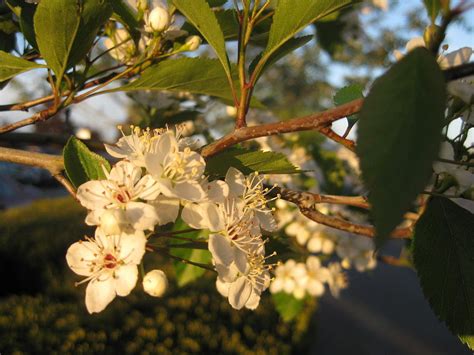 White Flowering Crab Apple Tree During The Golden Hour Photograph By