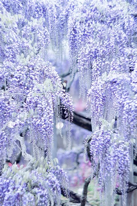 We did not find results for: Wisteria flower💜 photo by @another_blue_sky instagram ...