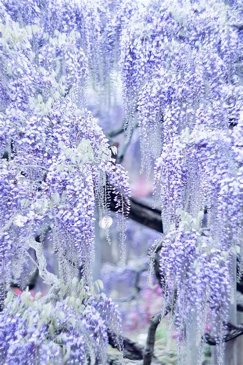 #aesthetic #alt #altblackgirl #alternativeblackgirl #altfashion #altmakeup #animalprint #butterfly #chains #indie #lowrise #y2k bob cheetahprint fashion jewlery purple retro. Wisteria flower💜 photo by @another_blue_sky instagram | Flower aesthetic