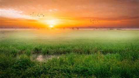 2560x1440 Grass Fog Sunrise Morning 4k 1440p Resolution Hd 4k