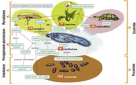 Los Reinos De La Naturaleza Las Tic S Y El Aprendizaje De Las