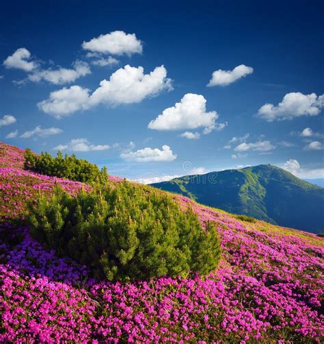 Summer Mountain Landscape With Flowers On A Sunny Day Stock Image